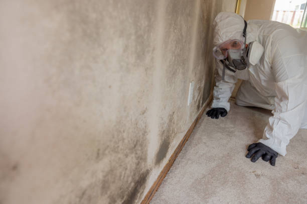 Best Residential Mold Inspection & Testing  in Fox Chase, PA